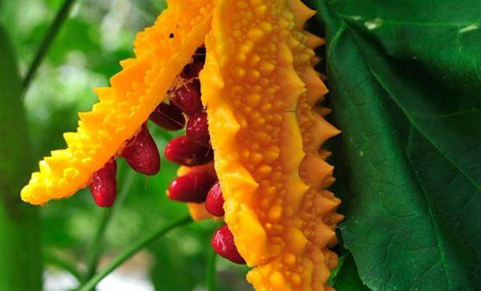 Mide Hastalıklarına Doğal Çözüm