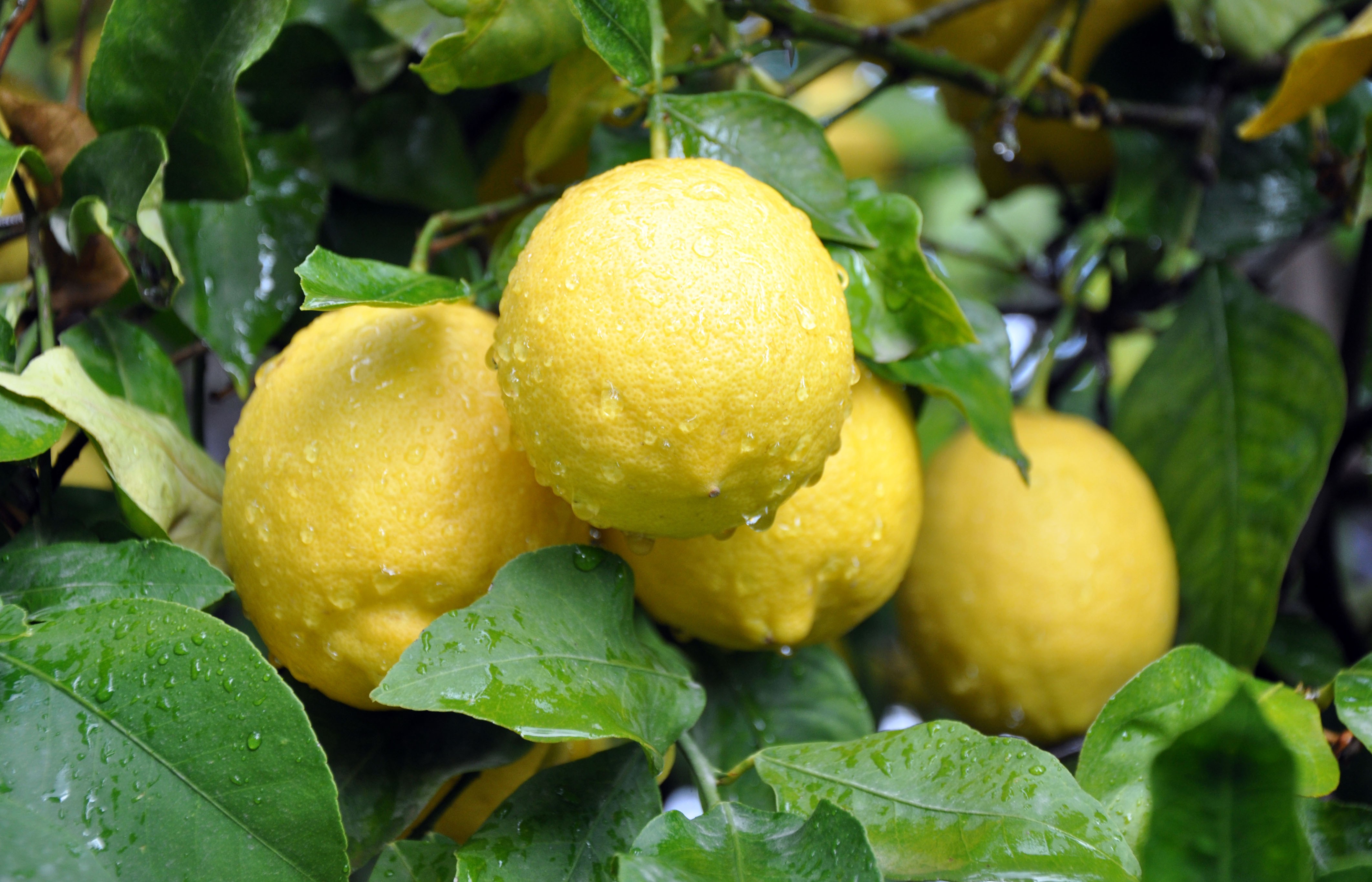 Etiket: limonun faydaları Etiket: limonun faydaları