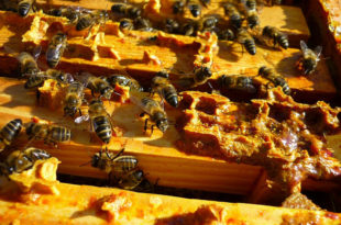 Propolis’in Faydaları Nelerdir