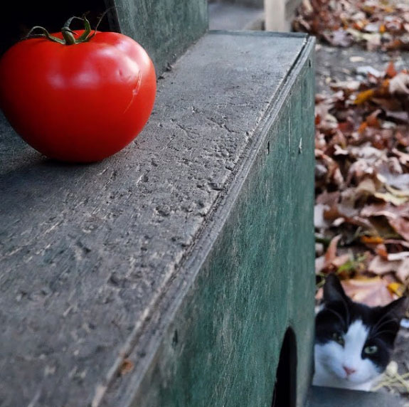 Şu Domatesin Yaptıklarına Bakın