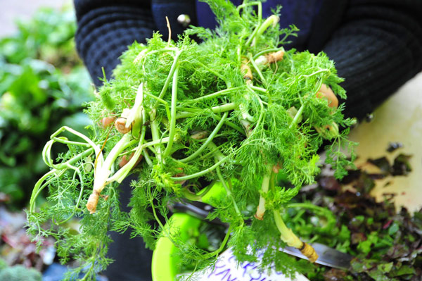 Ege otları şifa deposu