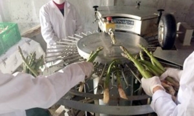 Anne adayları ve lohusalar için folik asit deposu: Kuşkonmaz