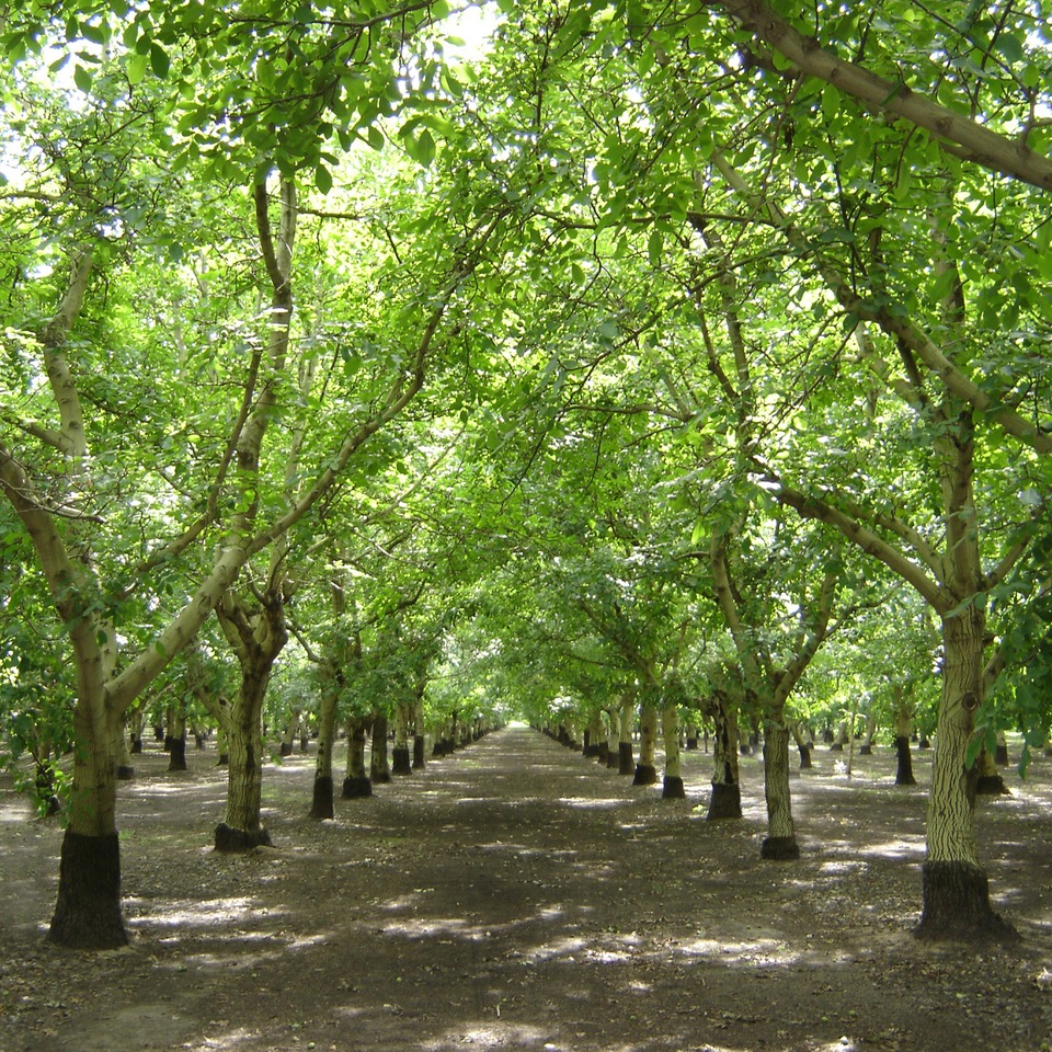 2024 Yılı California Ceviz Sektörü Raporu yayınlandı
